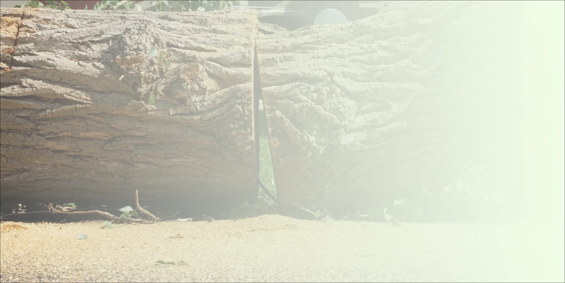 A cut tree in the ground