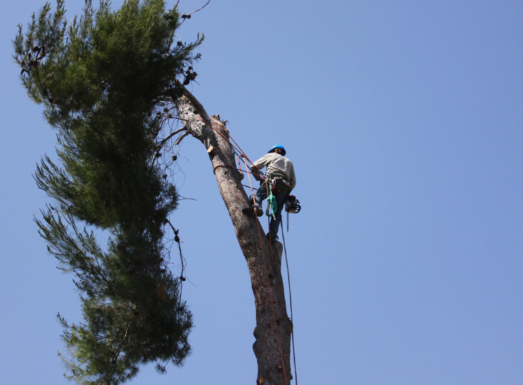 Tree Removal