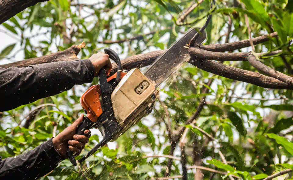 close up shot of worker trimming trees close up shot of worker trimming trees